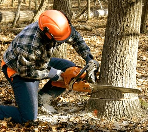 Tree Removal in Whitney, TX